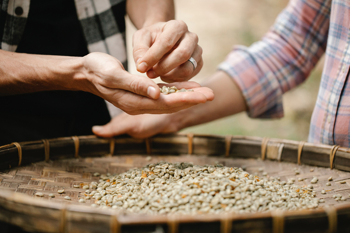 Unroasted Coffee Beans, Unroasted Coffee