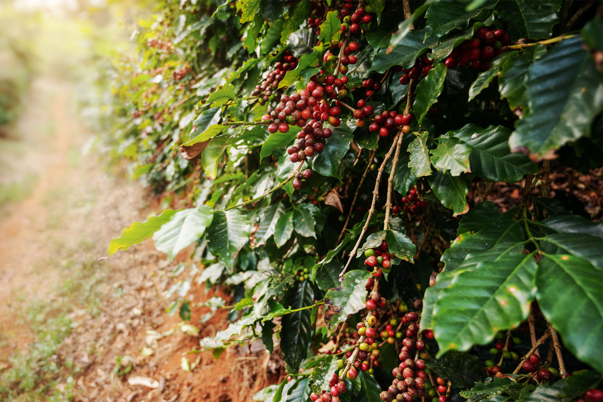 Arabica Washed Coffee Beans