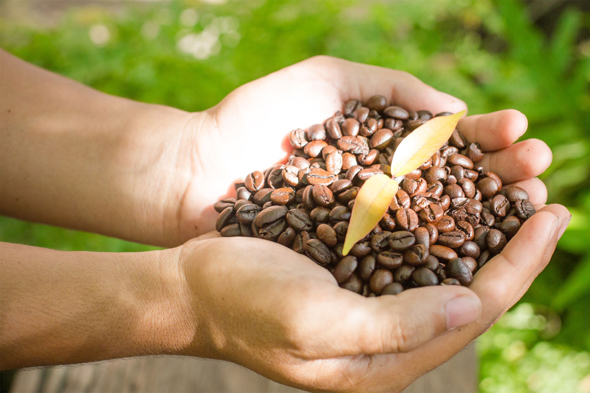 Robusta Washed Coffee Beans